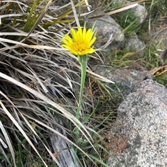 Tragopogon dubius at Tharwa, ACT - 24 Nov 2024