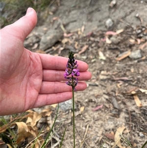 Cullen microcephalum at Tharwa, ACT - 24 Nov 2024 10:13 AM