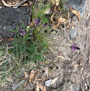 Cullen microcephalum at Tharwa, ACT - 24 Nov 2024 10:13 AM