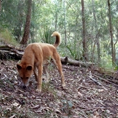 Canis lupus at Pappinbarra, NSW - 5 Sep 2022 by jonvanbeest