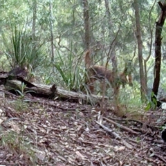 Canis lupus at Pappinbarra, NSW - 5 Sep 2022