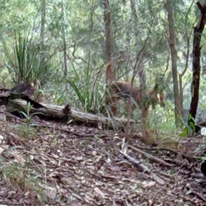 Canis lupus at Pappinbarra, NSW - 5 Sep 2022 03:59 PM