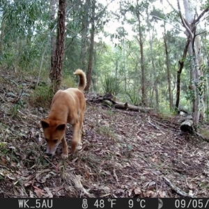 Canis lupus at Pappinbarra, NSW - 5 Sep 2022