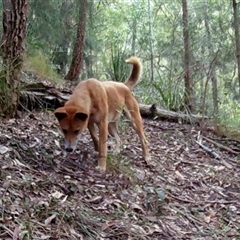 Canis lupus at Pappinbarra, NSW - 5 Sep 2022