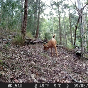 Canis lupus at Pappinbarra, NSW - 5 Sep 2022 03:59 PM