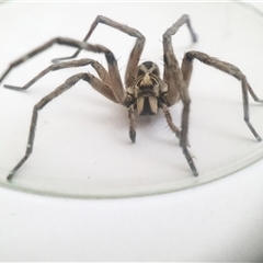 Tasmanicosa sp. (genus) (Tasmanicosa wolf spider) at Penrose, NSW - 24 Nov 2024 by Aussiegall