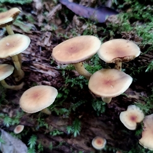 Hypholoma fasciculare at Kianga, NSW by Teresa