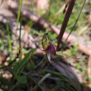 Caladenia montana at Tennent, ACT - suppressed