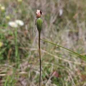 Caladenia montana at Tennent, ACT - suppressed