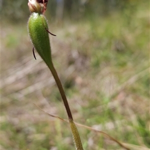 Caladenia montana at Tennent, ACT - suppressed