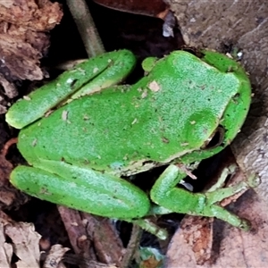 Litoria verreauxii verreauxii at Kianga, NSW by Teresa