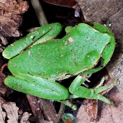 Litoria verreauxii verreauxii at Kianga, NSW - 24 Nov 2024 by Teresa