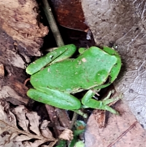 Litoria phyllochroa at Kianga, NSW - 24 Nov 2024 11:28 AM