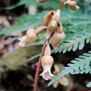 Gastrodia sesamoides (Cinnamon Bells) at Kianga, NSW by Teresa