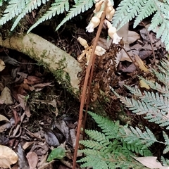 Gastrodia sesamoides at Kianga, NSW - suppressed