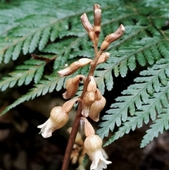 Gastrodia sesamoides at Kianga, NSW - suppressed