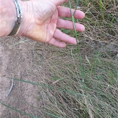 Austrostipa densiflora (Foxtail Speargrass) at Ainslie, ACT - 23 Nov 2024 by Jeanette