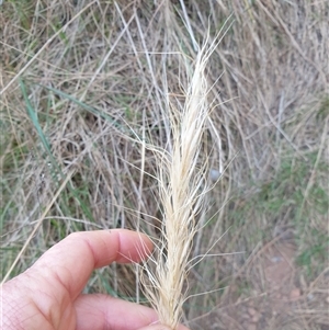 Austrostipa densiflora at Ainslie, ACT - 23 Nov 2024