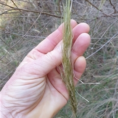 Austrostipa densiflora at Ainslie, ACT - 23 Nov 2024