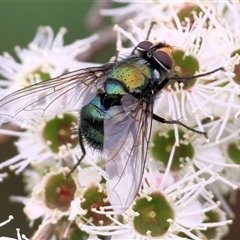 Amenia leonina group (albomaculata-leonina species group) at Killara, VIC - 23 Nov 2024 by KylieWaldon