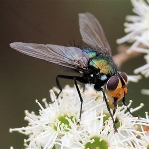 Chlorotachina sp. (genus) at Killara, VIC - 24 Nov 2024