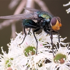 Chlorotachina sp. (genus) at Killara, VIC - 24 Nov 2024