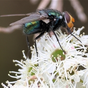 Chlorotachina sp. (genus) at Killara, VIC - 24 Nov 2024