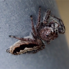 Sandalodes superbus (Ludicra Jumping Spider) at Bungonia, NSW - 17 Nov 2024 by KorinneM