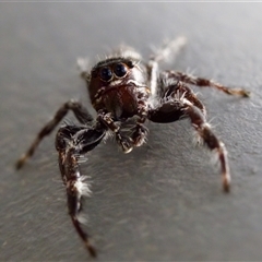 Sandalodes superbus (Ludicra Jumping Spider) at Bungonia, NSW - 17 Nov 2024 by KorinneM