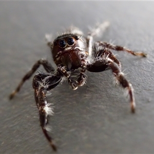 Sandalodes superbus (Ludicra Jumping Spider) at Bungonia, NSW by KorinneM