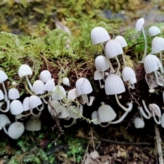 Coprinellus disseminatus at Kianga, NSW - 24 Nov 2024 by Teresa