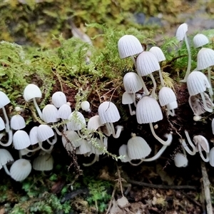 Coprinellus disseminatus at Kianga, NSW by Teresa