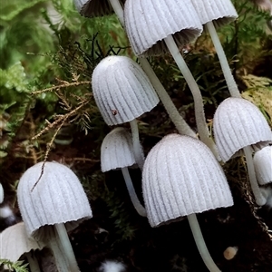 Coprinellus disseminatus at Kianga, NSW - 24 Nov 2024 11:16 AM