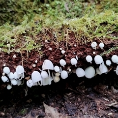 Coprinellus disseminatus at Kianga, NSW - 24 Nov 2024 11:16 AM
