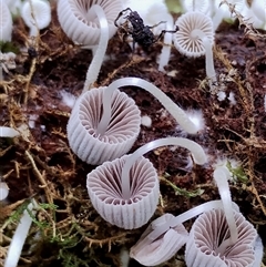 Coprinellus disseminatus at Kianga, NSW - 24 Nov 2024 11:16 AM