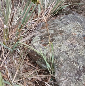 Dianella revoluta var. revoluta at Cooma, NSW - 24 Nov 2024