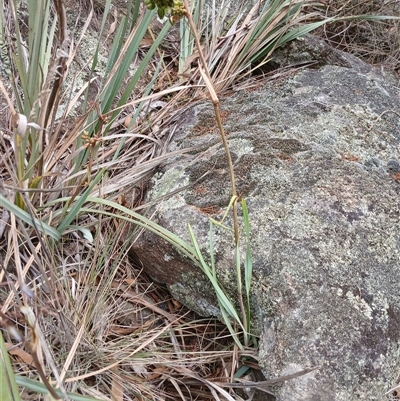 Dianella tasmanica at Cooma, NSW - 23 Nov 2024 by mahargiani