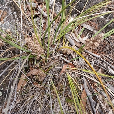 Lomandra multiflora (Many-flowered Matrush) at Cooma, NSW - 24 Nov 2024 by mahargiani