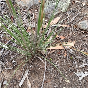 Austrostipa densiflora at Cooma, NSW - 24 Nov 2024