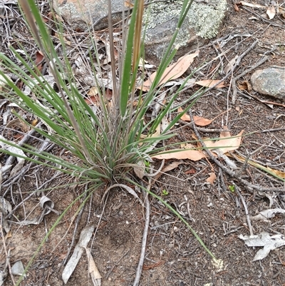 Austrostipa densiflora (Foxtail Speargrass) at Cooma, NSW - 24 Nov 2024 by mahargiani