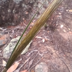 Austrostipa densiflora at Cooma, NSW - 24 Nov 2024