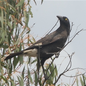 Strepera graculina at Cooma, NSW - 24 Nov 2024