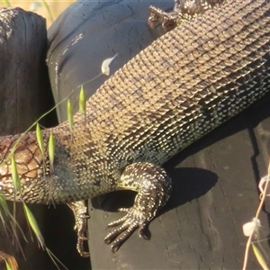 Egernia cunninghami (Cunningham's Skink) at Murrumbateman, NSW by RobParnell