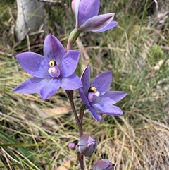 Cyanicula caerulea at Brindabella, NSW - 24 Nov 2024 by LukeMcElhinney