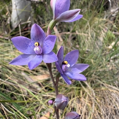 Cyanicula caerulea at Brindabella, NSW - 24 Nov 2024 by LukeMcElhinney