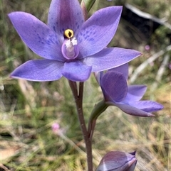 Thelymitra x truncata at suppressed - suppressed