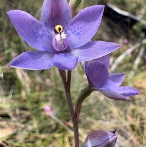 Thelymitra x truncata at suppressed - 24 Nov 2024