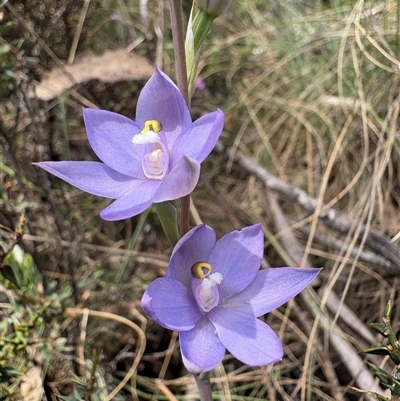 Cyanicula caerulea at Brindabella, NSW - 24 Nov 2024 by LukeMcElhinney