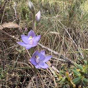 Thelymitra alpina at suppressed - suppressed