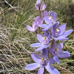 Cyanicula caerulea at Brindabella, NSW - 24 Nov 2024 by LukeMcElhinney